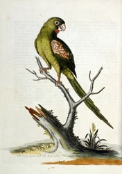 Aquarelillustratie uit een boek met zeldzame vogels van G Edwards 1750. George Edwards (1694-1773) was een Britse naturalist en ornitholoog. Hij reisde veel door Europa en bestudeerde de natuurlijke historie en vogels in het bijzonder. Hij kreeg enige erke