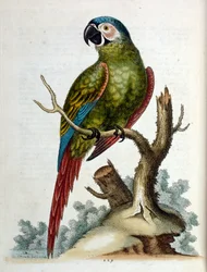 Aquarelillustratie uit een boek met zeldzame vogels van G Edwards 1750. George Edwards (1694-1773) was een Britse naturalist en ornitholoog. Hij reisde veel door Europa en bestudeerde de natuurlijke historie en vogels in het bijzonder. Hij kreeg enige erke