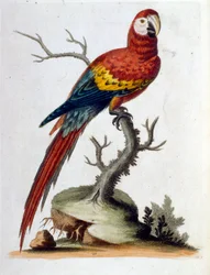 Aquarelillustratie uit een boek met zeldzame vogels van G Edwards 1750. George Edwards (1694-1773) was een Britse naturalist en ornitholoog. Hij reisde veel door Europa en bestudeerde de natuurlijke historie en vogels in het bijzonder. Hij kreeg enige erke