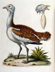 Aquarelillustratie uit een boek met zeldzame vogels van G Edwards 1750. George Edwards (1694-1773) was een Britse naturalist en ornitholoog. Hij reisde veel door Europa en bestudeerde de natuurlijke historie en vogels in het bijzonder. Hij kreeg enige erke