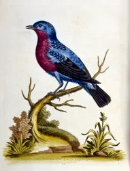 Aquarelillustratie uit een boek met zeldzame vogels van G Edwards 1750. George Edwards (1694-1773) was een Britse naturalist en ornitholoog. Hij reisde veel door Europa en bestudeerde de natuurlijke historie en vogels in het bijzonder. Hij kreeg enige erke
