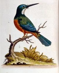 Aquarelillustratie uit een boek met zeldzame vogels van G Edwards 1750. George Edwards (1694-1773) was een Britse naturalist en ornitholoog. Hij reisde veel door Europa en bestudeerde de natuurlijke historie en vogels in het bijzonder. Hij kreeg enige erke