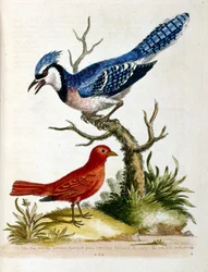Aquarelillustratie uit een boek met zeldzame vogels van G Edwards 1750. George Edwards (1694-1773) was een Britse naturalist en ornitholoog. Hij reisde veel door Europa en bestudeerde de natuurlijke historie en vogels in het bijzonder. Hij kreeg enige erke