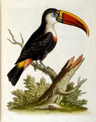 Aquarelillustratie uit een boek met zeldzame vogels van G Edwards 1750. George Edwards (1694-1773) was een Britse naturalist en ornitholoog. Hij reisde veel door Europa en bestudeerde de natuurlijke historie en vogels in het bijzonder. Hij kreeg enige erke