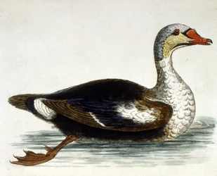 Aquarelillustratie uit een boek met zeldzame vogels van G Edwards 1750. George Edwards (1694-1773) was een Britse naturalist en ornitholoog. Hij reisde veel door Europa en bestudeerde de natuurlijke historie en vogels in het bijzonder. Hij kreeg enige erke