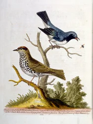Aquarelillustratie uit een boek met zeldzame vogels van G Edwards 1750. George Edwards (1694-1773) was een Britse naturalist en ornitholoog. Hij reisde veel door Europa en bestudeerde de natuurlijke historie en vogels in het bijzonder. Hij kreeg enige erke