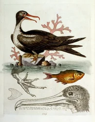 Aquarelillustratie uit een boek met zeldzame vogels van G Edwards 1750. George Edwards (1694-1773) was een Britse naturalist en ornitholoog. Hij reisde veel door Europa en bestudeerde de natuurlijke historie en vogels in het bijzonder. Hij kreeg enige erke