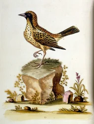 Aquarelillustratie uit een boek met zeldzame vogels van G Edwards 1750. George Edwards (1694-1773) was een Britse naturalist en ornitholoog. Hij reisde veel door Europa en bestudeerde de natuurlijke historie en vogels in het bijzonder. Hij kreeg enige erke