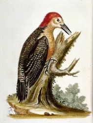 Aquarelillustratie uit een boek met zeldzame vogels van G Edwards 1750. George Edwards (1694-1773) was een Britse naturalist en ornitholoog. Hij reisde veel door Europa en bestudeerde de natuurlijke historie en vogels in het bijzonder. Hij kreeg enige erke