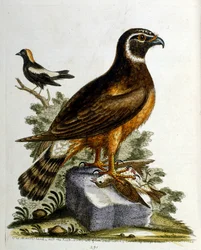 Aquarelillustratie uit een boek met zeldzame vogels van G Edwards 1750. George Edwards (1694-1773) was een Britse naturalist en ornitholoog. Hij reisde veel door Europa en bestudeerde de natuurlijke historie en vogels in het bijzonder. Hij kreeg enige erke
