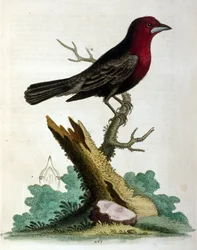 Aquarelillustratie uit een boek met zeldzame vogels van G Edwards 1750. George Edwards (1694-1773) was een Britse naturalist en ornitholoog. Hij reisde veel door Europa en bestudeerde de natuurlijke historie en vogels in het bijzonder. Hij kreeg enige erke