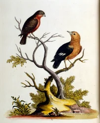 Aquarelillustratie uit een boek met zeldzame vogels van G Edwards 1750. George Edwards (1694-1773) was een Britse naturalist en ornitholoog. Hij reisde veel door Europa en bestudeerde de natuurlijke historie en vogels in het bijzonder. Hij kreeg enige erke