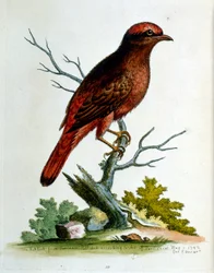 Aquarelillustratie uit een boek met zeldzame vogels van G Edwards 1750. George Edwards (1694-1773) was een Britse naturalist en ornitholoog. Hij reisde veel door Europa en bestudeerde de natuurlijke historie en vogels in het bijzonder. Hij kreeg enige erke