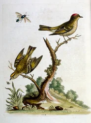 Aquarelillustratie uit een boek met zeldzame vogels van G Edwards 1750. George Edwards (1694-1773) was een Britse naturalist en ornitholoog. Hij reisde veel door Europa en bestudeerde de natuurlijke historie en vogels in het bijzonder. Hij kreeg enige erke