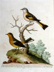 Aquarelillustratie uit een boek met zeldzame vogels van G Edwards 1750. George Edwards (1694-1773) was een Britse naturalist en ornitholoog. Hij reisde veel door Europa en bestudeerde de natuurlijke historie en vogels in het bijzonder. Hij kreeg enige erke