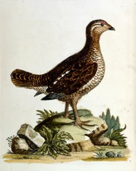 Aquarelillustratie uit een boek met zeldzame vogels van G Edwards 1750. George Edwards (1694-1773) was een Britse naturalist en ornitholoog. Hij reisde veel door Europa en bestudeerde de natuurlijke historie en vogels in het bijzonder. Hij kreeg enige erke