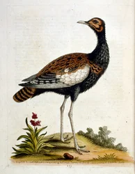 Aquarelillustratie uit een boek met zeldzame vogels van G Edwards 1750. George Edwards (1694-1773) was een Britse naturalist en ornitholoog. Hij reisde veel door Europa en bestudeerde de natuurlijke historie en vogels in het bijzonder. Hij kreeg enige erke