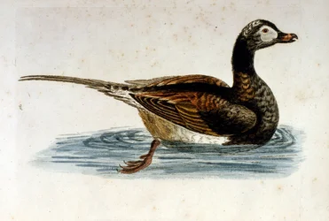 Aquarelillustratie uit een boek met zeldzame vogels van G Edwards 1750. George Edwards (1694-1773) was een Britse naturalist en ornitholoog. Hij reisde veel door Europa en bestudeerde de natuurlijke historie en vogels in het bijzonder. Hij kreeg enige erke