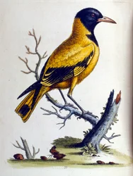 Aquarelillustratie uit een boek met zeldzame vogels van G Edwards 1750. George Edwards (1694-1773) was een Britse naturalist en ornitholoog. Hij reisde veel door Europa en bestudeerde de natuurlijke historie en vogels in het bijzonder. Hij kreeg enige erke