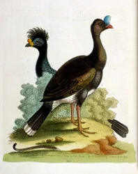 Aquarelillustratie uit een boek met zeldzame vogels van G Edwards 1750. George Edwards (1694-1773) was een Britse naturalist en ornitholoog. Hij reisde veel door Europa en bestudeerde de natuurlijke historie en vogels in het bijzonder. Hij kreeg enige erke