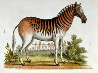 Aquarelillustratie van Zebra, uit een boek met zeldzame vogels van G Edwards 1750. George Edwards (1694-1773) was een Britse naturalist en ornitholoog. Hij reisde veel door Europa en bestudeerde de natuurlijke historie en vogels in het bijzonder. Hij