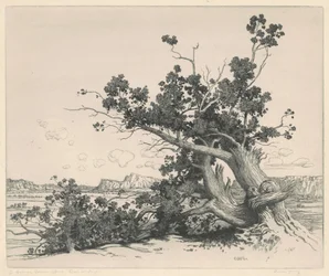 Woestijnceders, New Mexico
