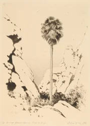 Palm Canyon (nr.1)