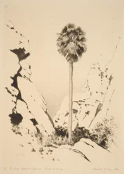 Palm Canyon (nr. 1)