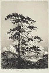Wachterspijnboom