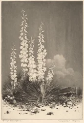 Zeepkruid, Arizona (nr. 2)