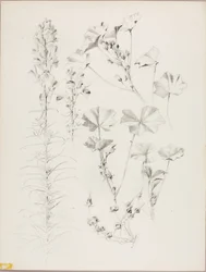 Zonder titel (Botanische studie)