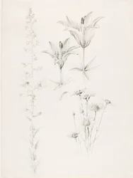 Zonder titel (Lelie, Madeliefje, Hibiscus)