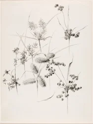 Zonder titel (Sedgegrassen)