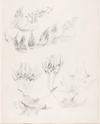 Zonder titel (Suikeresdoorn en valse salomonszegel)