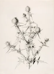 Zonder titel (Distel)