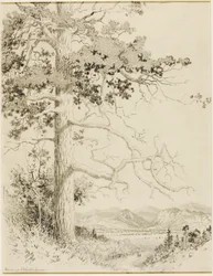 Zonder titel (transfer tekening voor Old Pine, Estes Park)