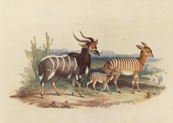 De Nyala