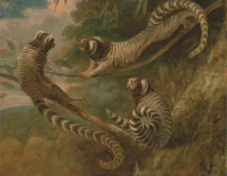 Een marmoset in drie houdingen