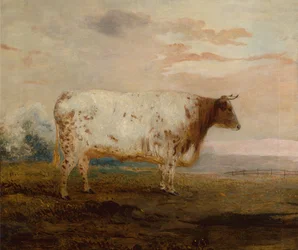 Juno, een Rode Korthoorn Koe in een Uitgestrekt Landschap