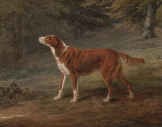 Ranger, een setter, eigendom van Elizabeth Gray