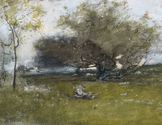 Oude appelbomen