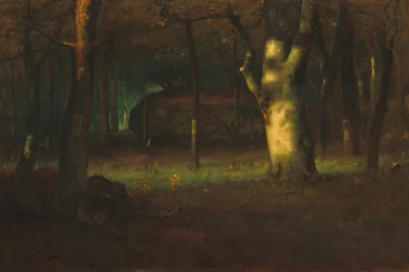 Zonsondergang in het bos