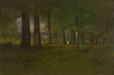 De rand van het bos