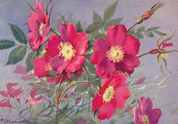 Rosa alpina, de doornloze Alpen Eglantine