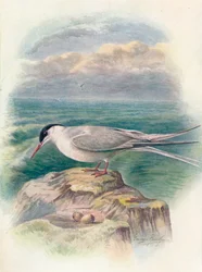 Noordse Stern - Sterna macrura, ca. 1910, 1910