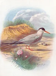 Visdief - Sterna fluviatilis
