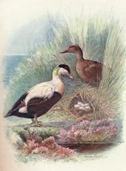Eidereend - Somateria mollissima, ca. 1910
