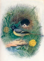 Grote Gele Kwikstaart - Motacilla melanope, ca. 1910