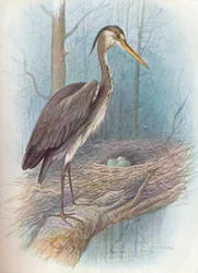 Reiger - Ardea cinerea, ca. 1910, 1910