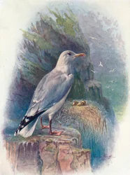 Zilvermeeuw - Larus argentatus, ca. 1910, 1910